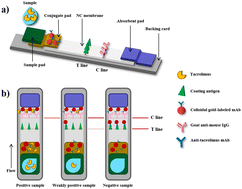 Graphical abstract: A gold-based immunochromatographic strip for the specific detection of tacrolimus in whole blood