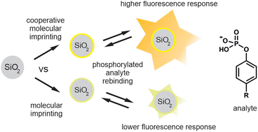 Graphical abstract: Towards molecularly imprinted polymers that respond to and capture phosphorylated tyrosine epitopes using fluorescent bis-urea and bis-imidazolium receptors