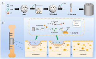 Graphical abstract: Direct osteogenesis and immunomodulation dual function via sustained release of naringin from the polymer scaffold