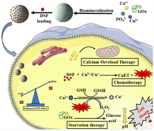 Graphical abstract: The construction of hierarchical assemblies with in situ generation of chemotherapy drugs to enhance the efficacy of chemodynamic therapy for multi-modal anti-tumor treatments