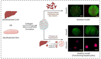 Graphical abstract: A decellularized matrix enriched collagen microscaffold for a 3D in vitro liver model