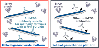 Graphical abstract: Distinguishing anti-PEG antibodies by specificity for the PEG terminus using nanoarchitectonics-based antibiofouling cello-oligosaccharide platforms