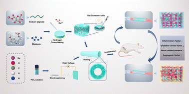 Graphical abstract: An extracellular matrix mimicking alginate hydrogel scaffold manipulates an inflammatory microenvironment and improves peripheral nerve regeneration by controlled melatonin release