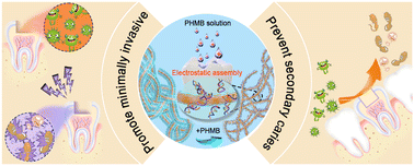 Graphical abstract: A polyhexamethylene biguanide-assembly assisted strategy of dentin bonding greatly promotes bonding effects and caries treatment