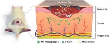 Graphical abstract: CaO2–Cu2O micromotors accelerate infected wound healing through antibacterial functions, hemostasis, improved cell migration, and inflammatory regulation