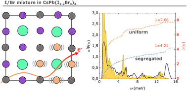 Graphical abstract: Phase segregation affects electron–phonon coupling in perovskite solar cell materials