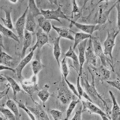  MSC 猪骨髓间质干细胞