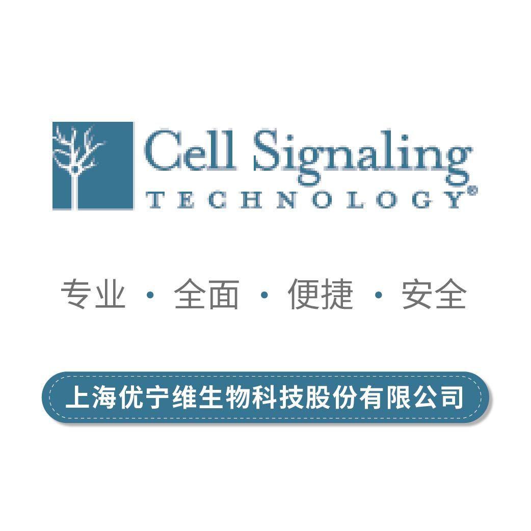 Cell Signaling CST 一抗 4680S BMP4 (6B7) Mouse mAb