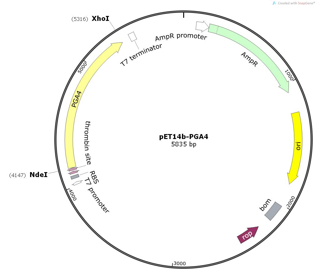 pET14b-PGA4载体，人源基因质粒价格,详情介绍-960化工网 – 960化工网