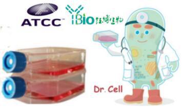  MSC(猪骨髓间质干细胞)