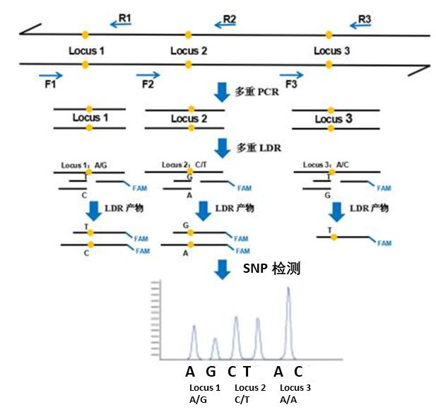 SNP/CNV/AFLP基因分型服务