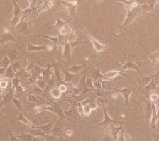 大鼠肌源性干细胞