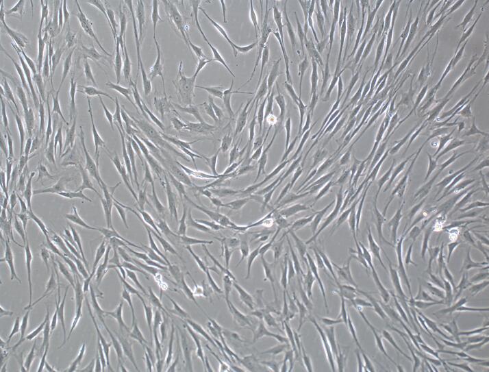 人间充质干细胞（含全套鉴定数据）