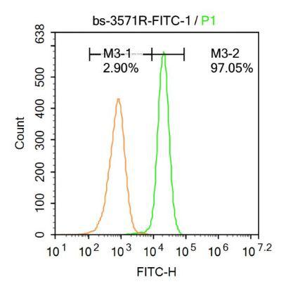 FITC标记的类固醇受体激活蛋白3抗体