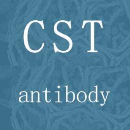 TFII-I Antibody