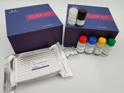Human ENDOG ELISA Kit/人内切核酸酶G ELISA Kit