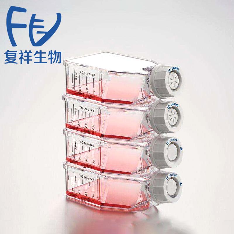 DH82  狗肾恶性组织细胞增生症细胞