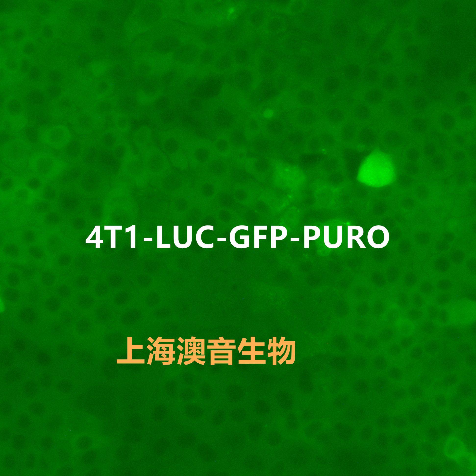 4T1-LUC-GFP-Puro[4T1-LUC;4T1-GFP]双标记的小鼠乳腺癌细胞价格,详情介绍-960化工网 – 960化工网