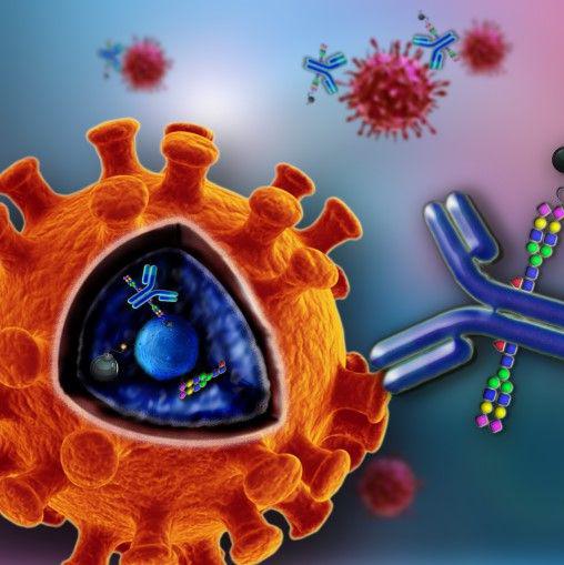 信号淋巴细胞活化分子CD150抗体