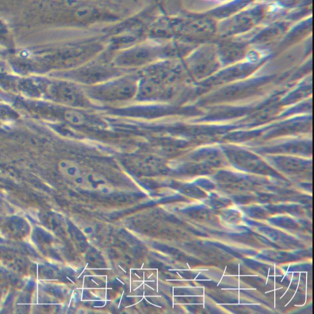 HPMSC人胎盘来源干细胞/人胎盘间充质干细胞/人胎盘干细胞/流式鉴定