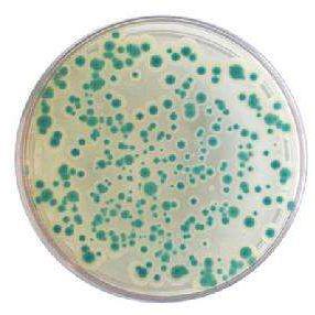 Cellulomonas uda 潮湿纤维单胞菌价格,详情介绍-960化工网 – 960化工网