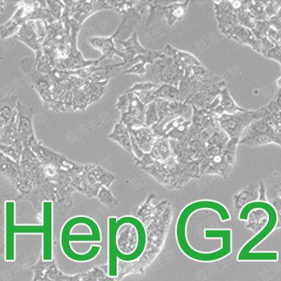 Hep G2[HEP-G2; Hep G2; HEP G2; HepG2; HEPG2;Hep-G2]人肝癌细胞价格,详情介绍-960化工网 ...