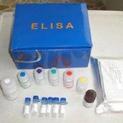小鼠角化细胞内分泌因子(KAF)/双调蛋白(AR)ELISA试剂盒