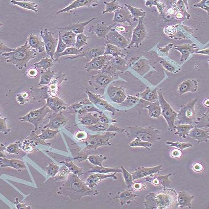 MV3人黑色素瘤细胞(STR鉴定)丨mv3细胞
