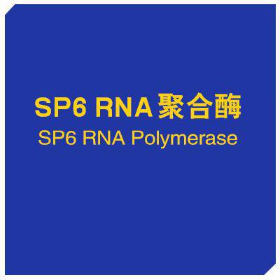 SP6 RNA聚合酶