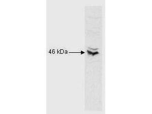 CREB antibody价格,详情介绍-960化工网 – 960化工网