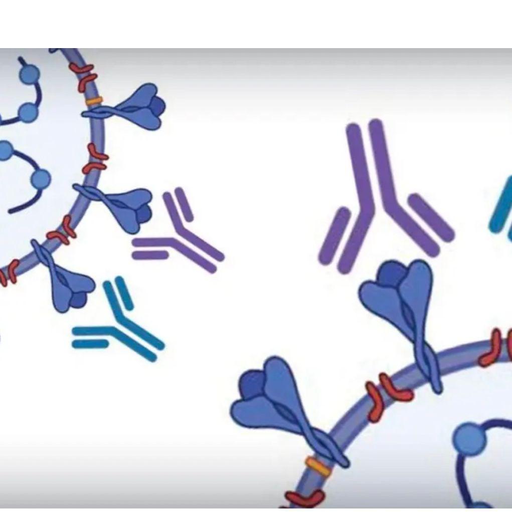 HBsAg PreS1, Hepatitis B Surface Antigen (119 Aa)价格,详情介绍-960化工网 – 960化工网