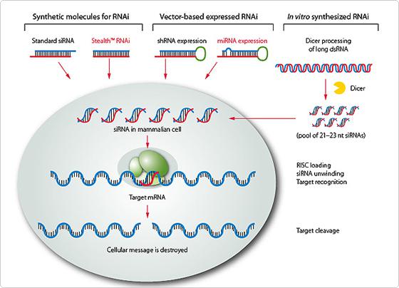 RNAi（RNA干扰）技术服务