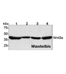 Wnt3a价格,详情介绍-960化工网 – 960化工网