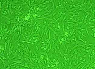 人胚胎干细胞 HES 3.2