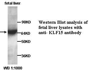 KLF15 抗体