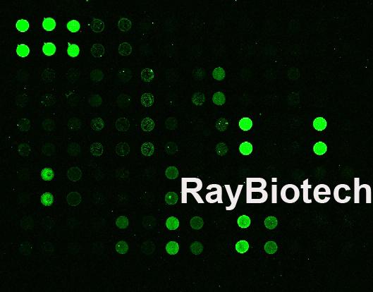 RayBiotech粘附因子（Adhesion）抗体芯片