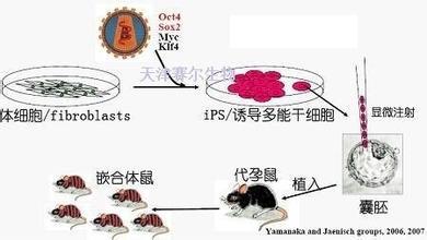 干细胞诱导分化服务 天津赛尔生物