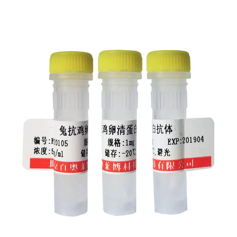 脱羧酶蛋白体36抗体北京厂家