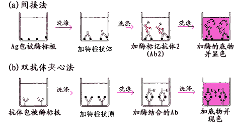 兔乙酰膽鹼受體抗體achrabelisa酶聯免疫試劑盒多少錢