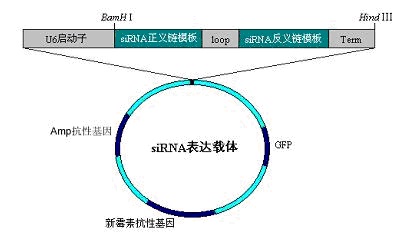 siRNA质粒载体/microRNA/过表达载体/稳转细胞株