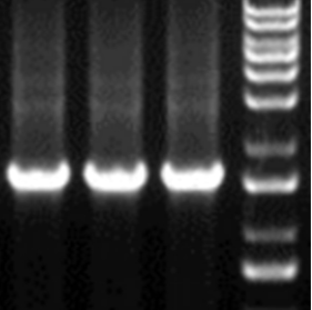 酵母双（单）杂交cDNA文库构建